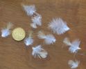 Файл=feather~0.jpg
Объём=31КБ
Размеры=498x400
Дата=Июнь 24, 2005 feather~0.jpg