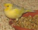 280px-Yellow_finch_1[1].jpg