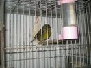 Yesil_Erkek_Gloster_(02).jpg