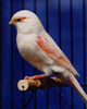 Ime datoteke=Redfactor_Mosaic_Hen.jpg
Velikost datoteke=41Kb
Dimenzija=272x340
Datum objave=08.11.2006 Redfactor_Mosaic_Hen.jpg