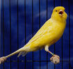 Файл=canary_border_fancy2.jpg
Объём=41КБ
Размеры=289x272
Дата=Нояб 08, 2006 canary_border_fancy2.jpg