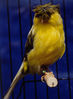 Файл=canary_crested_norwich.jpg
Объём=44КБ
Размеры=273x371
Дата=Нояб 08, 2006 canary_crested_norwich.jpg