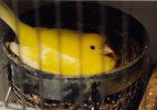 canary_incubating_hen.jpg