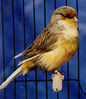 canary_norwich_plainhead.jpg