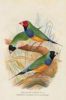 gouldian-finch-400.jpg