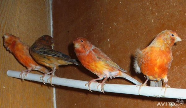 кен2.jpg (40.34 КБ) Просмотров: 2412 кен2.jpg