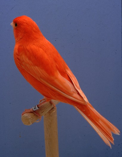 012_Red%20Intensive[1].jpg
