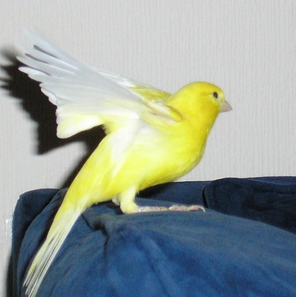 красавец 1.JPG (59.82 КБ) Просмотров: 5456 красавец 1.JPG