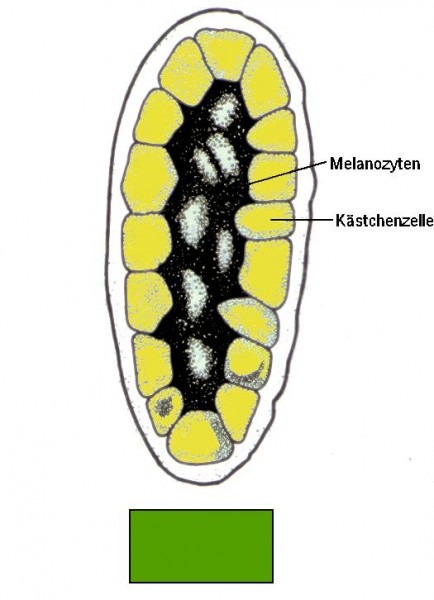 querschnitt_gruen.jpg