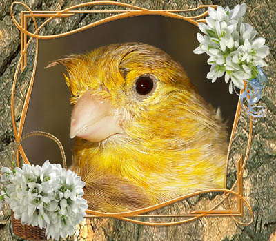 фиоринка с рожками.jpg