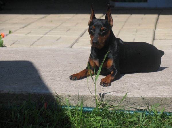 IMG_2782 дл.jpg (112.86 КБ) Просмотров: 22940 IMG_2782 дл.jpg