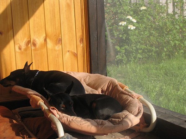 IMG_2793дл.jpg (116.56 КБ) Просмотров: 23065 IMG_2793дл.jpg