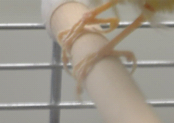 Безымянный.GIF (45.37 КБ) Просмотров: 2084 Безымянный.GIF