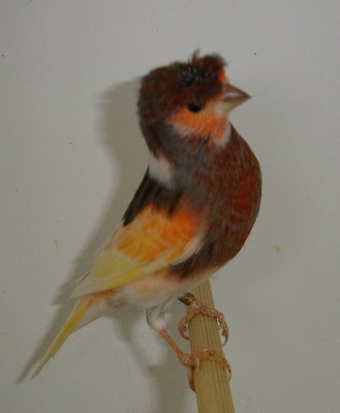 самец пз.jpg (34.2 КБ) Просмотров: 8311 самец пз.jpg