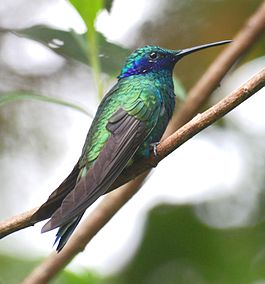 265px-Colibri_coruscans.jpg