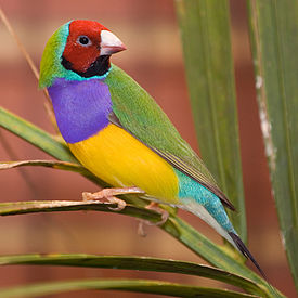 Male_adult_Gouldian_Finch.jpg