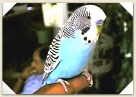 budgies74.jpg