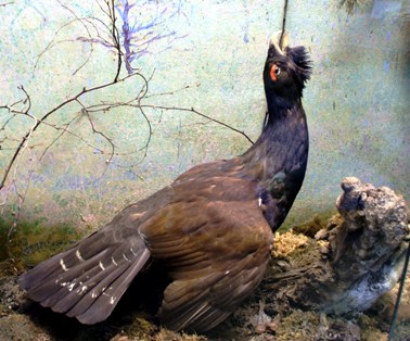 глухарь.jpg