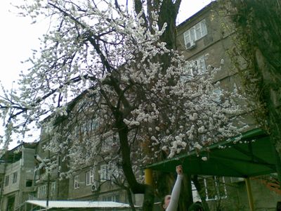 Дерево во дворе нашей школы.jpg