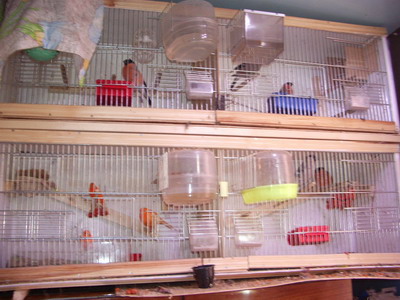 Клетки из сетки 1.jpg