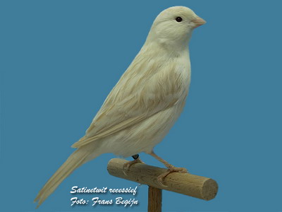 satinet.jpg