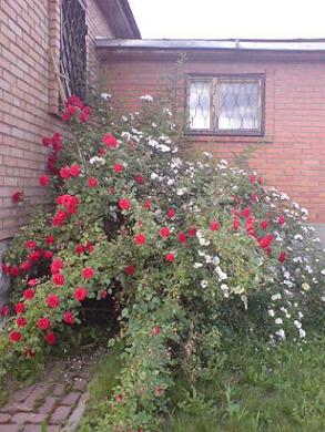 DSC00165-1.JPG