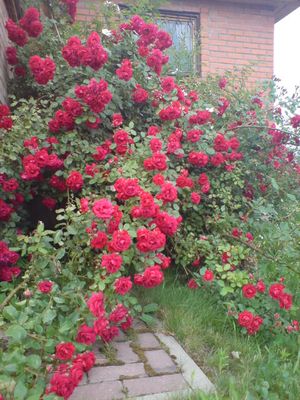 DSC00173-1.jpg