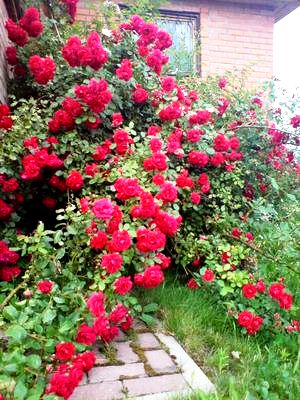 copy dsc00173_1_150[1].jpg