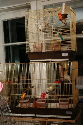 клетка2_400.jpg