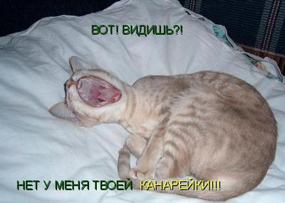 Kot.JPG