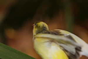 IMG_1338.jpg