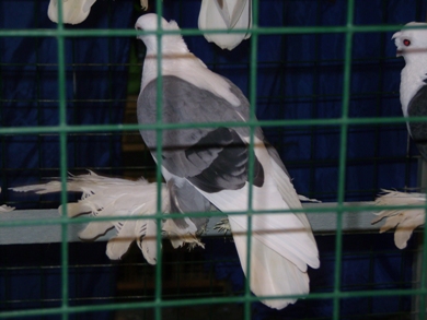 голуби 2009 019.JPG