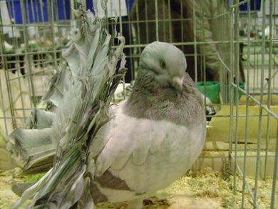 голуби 2009 041.JPG