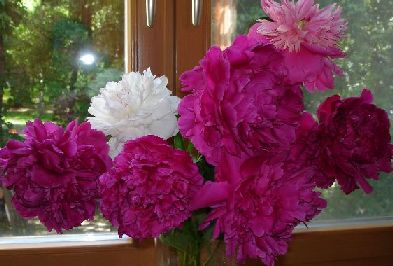 DSC05148 - копия - копия - копия.JPG