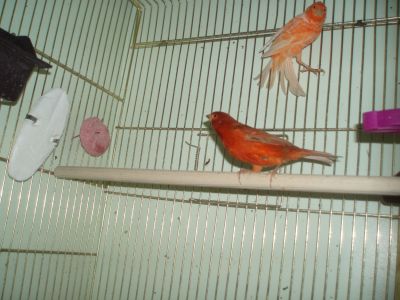 кр-кор. инт..jpg-2.jpg