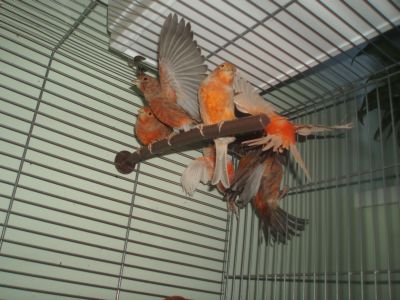 самочки1.jpg