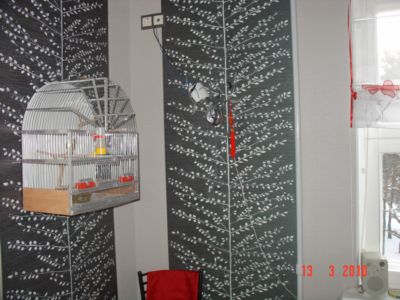  клетке_400x300.jpg