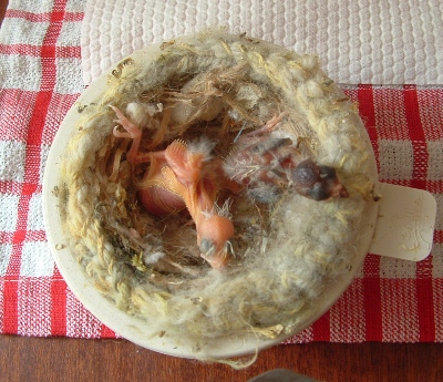 DSCF1077.JPG