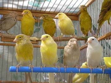 domavesna_clip_image002.jpg