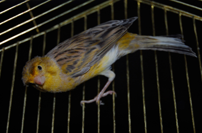 DSC_5509c.jpg