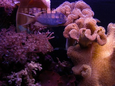 Eilat2.jpg