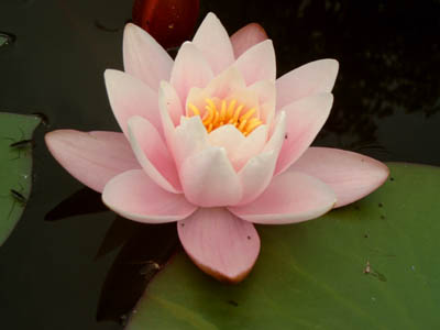 Marliacea Rosea м.jpg