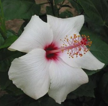 Hibiscus.jpeg