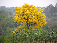 Gold-Baum.jpg
