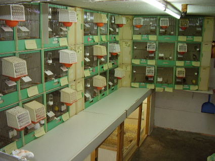 zuchtboxenteil2.jpg