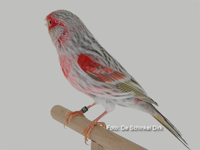 1agaat pastel rood mozaiek type 2.jpg