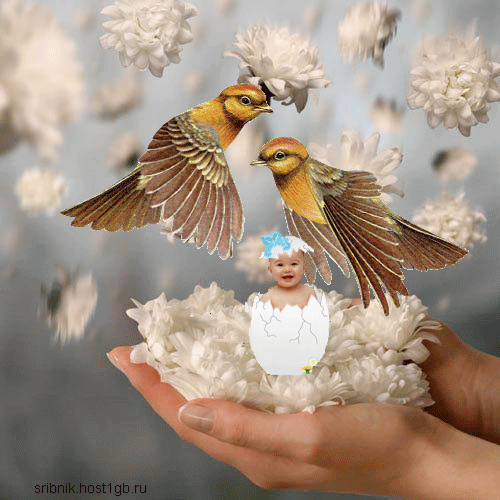 pic11299675.gif