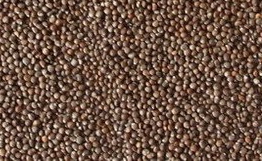 Brown_Perilla_Seeds.jpg