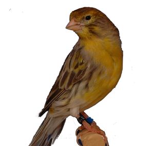 achatonyx_gelb_b.jpg