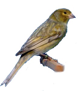 Gold Green Greywing Pastel.jpg